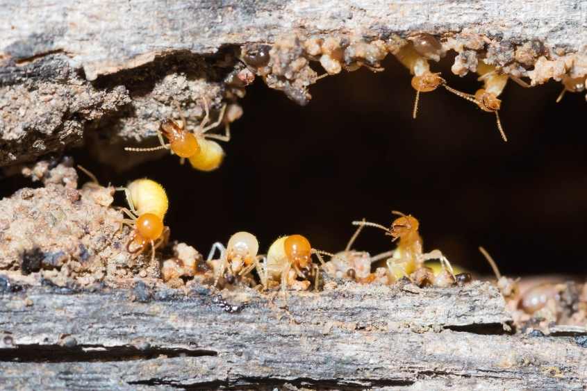 Termites