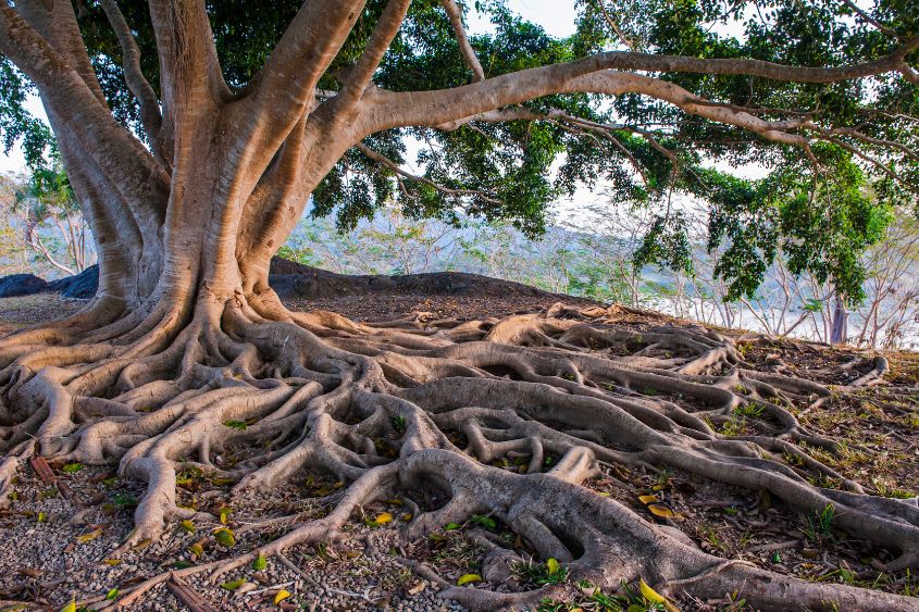 Tree maintenance in a body corporate